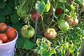 My tomatoes 104